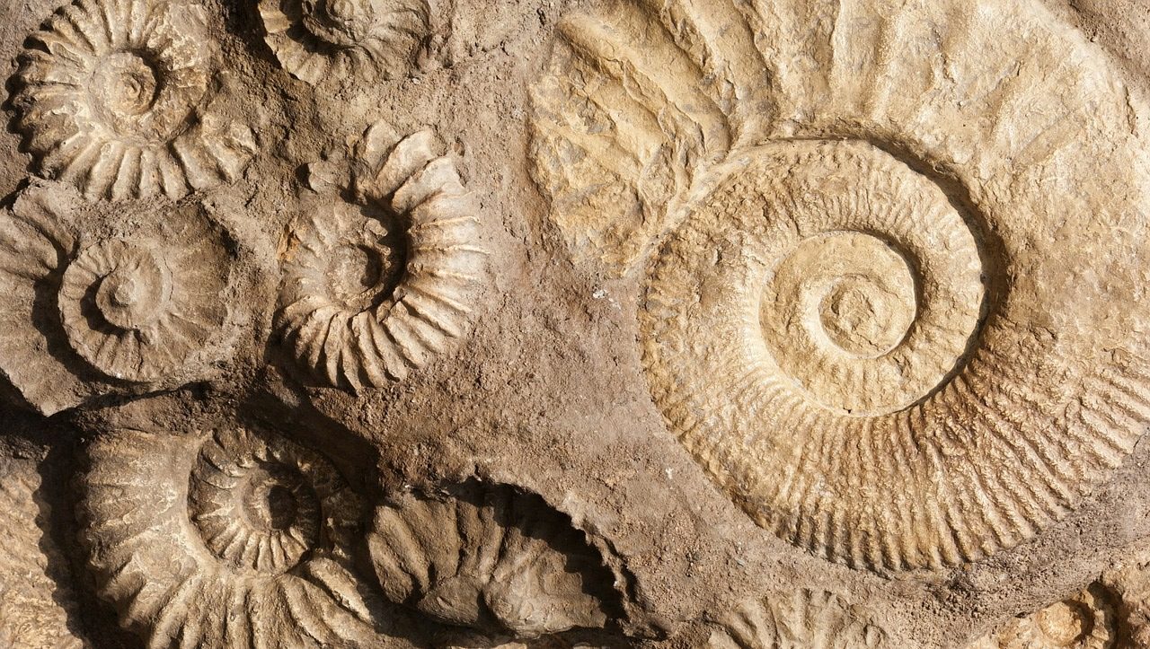 Fossil Day @ Grave Creek - West Virginia Culture Center : West
